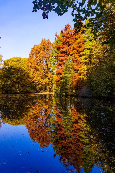 Kolorowe Jesienne Kolory Lesie — Zdjęcie stockowe
