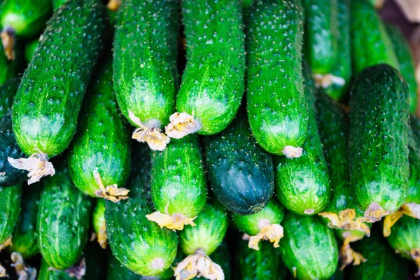 Taze Yeşil Salatalık Salatalık Arka Plan — Stok fotoğraf