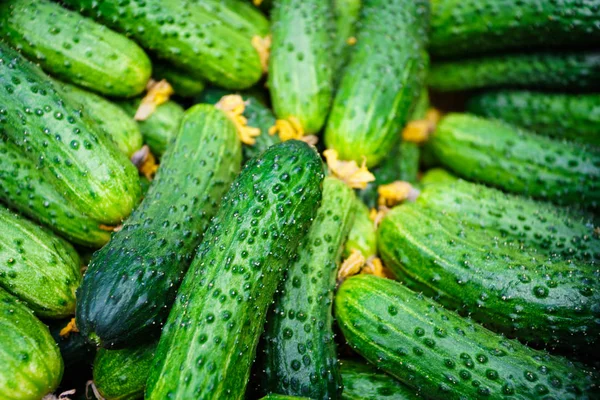 Cucumbers Field — Stock Photo, Image