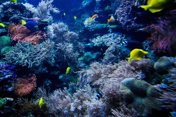 カラフルなサンゴ礁の魚と石 — ストック写真