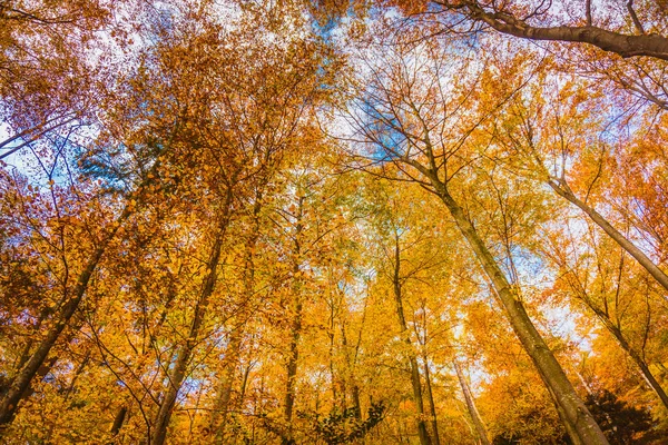 Vackra Hösten Gyllene Höst Scen — Stockfoto