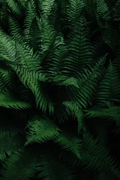 Arka Plan Doku Bırakır Yeşil Yaprak — Stok fotoğraf