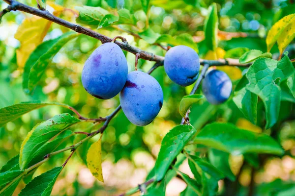 Branche Prunier Dans Jardin Fruitier — Photo