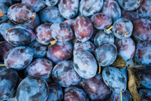 Ciruelas Jugosas Maduras Como Fondo — Foto de Stock