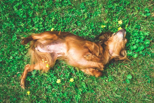 Cachorro Perro Feliz Como Acostado Hierba —  Fotos de Stock