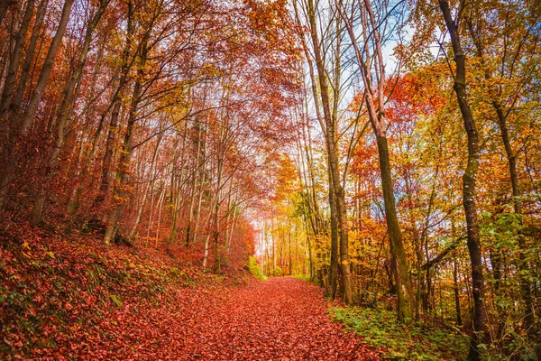 美丽的橙色和红色秋天森林 — 图库照片