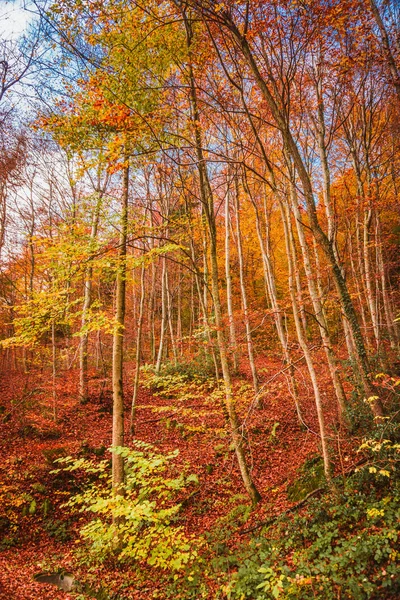 Krásný Oranžový Červený Podzimní Les — Stock fotografie