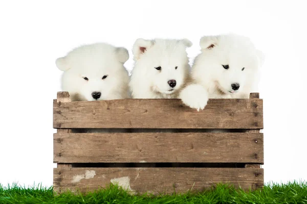 Samoyed Cachorros Una Caja — Foto de Stock