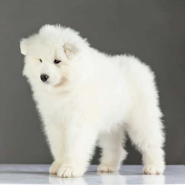 Cão Cachorro Samoyed — Fotografia de Stock