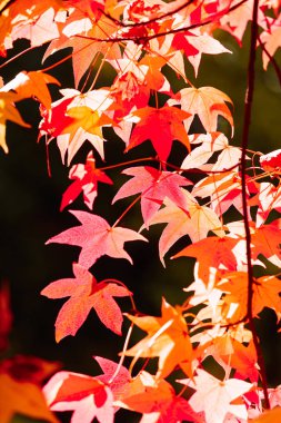 Turuncu bitki örtüsü ile kaplı bir ağacın