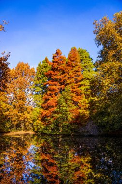 Sonbahar güzel orman. Sonbahar manzara