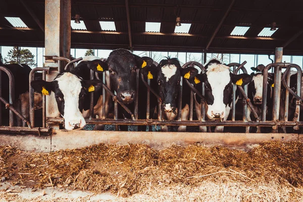 Vacas Granja Industria Agrícola — Foto de Stock