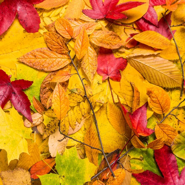 Background Autumn Leaves Autumn Background — Stock Photo, Image