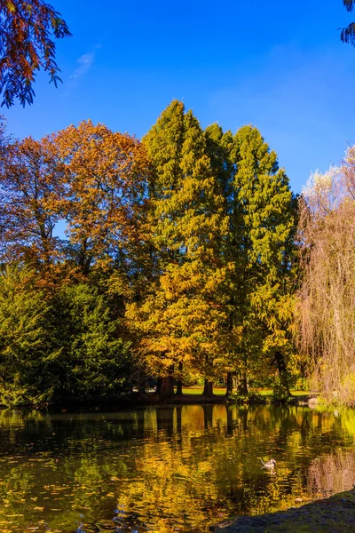 Höstens Vackra Skogen Höstlandskap — Stockfoto