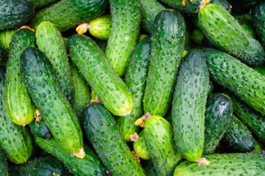 Taze yeşil salatalık. Salatalık arka plan