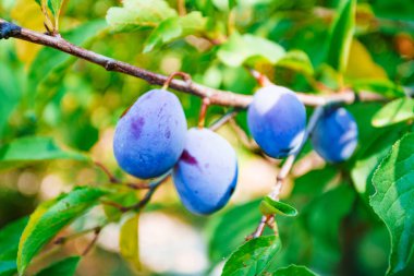 erik ağacı dalında meyve bahçesi