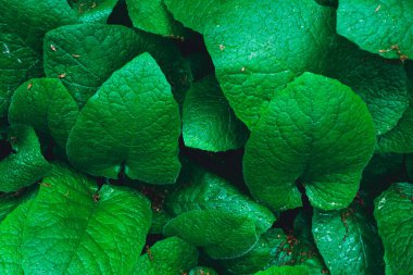 Yaprak yeşil doku. tropikal yaprak