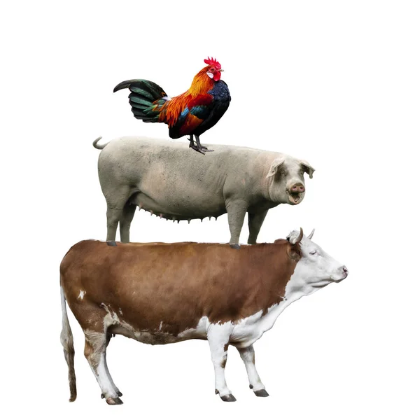 Animales Granja Vaca Cerdo Pollo Paran Uno Sobre Otro — Foto de Stock