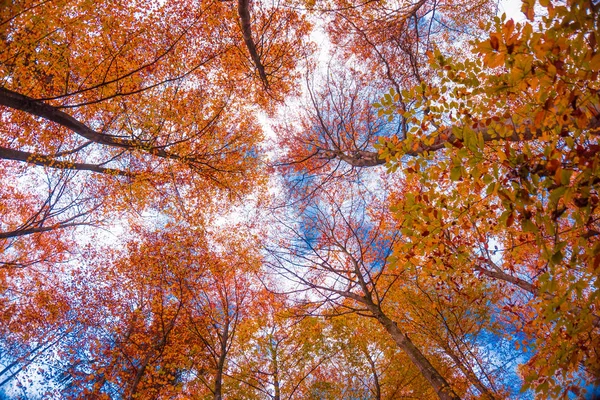 Krásný Podzim Zlatá Podzimní Scéna — Stock fotografie