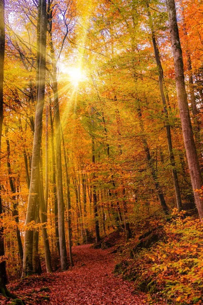 美丽的秋天 金黄秋天场面 — 图库照片