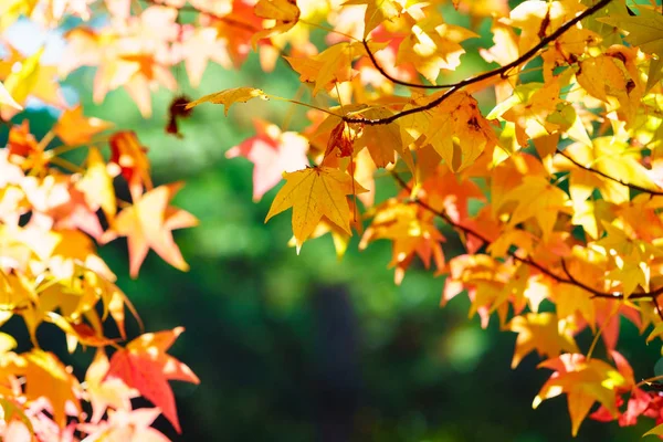 Die Bunten Und Schönen Herbstblätter Des Ahorns — Stockfoto