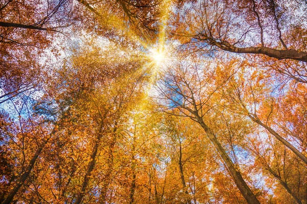 Bela Floresta Outono Laranja Vermelha — Fotografia de Stock