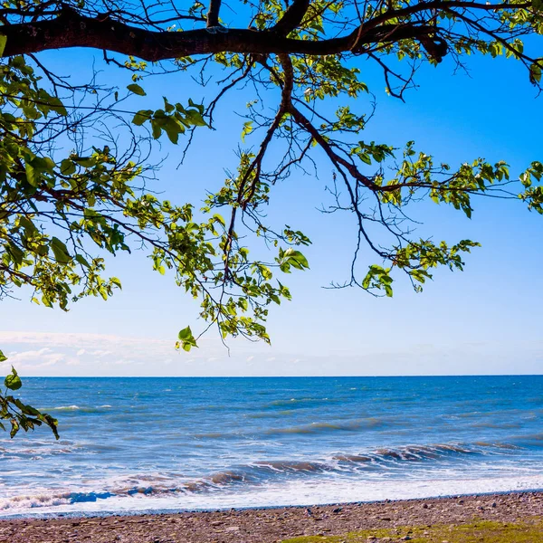 Drzewa Plaży Seascape Morze — Zdjęcie stockowe