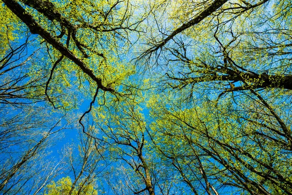 Vista Inferior Árboles Altos Viejos Bosque Cielo Azul Fondo — Foto de Stock