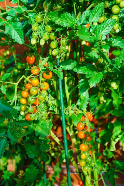 温室栽培トマト — ストック写真