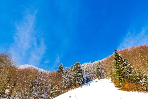 Paesaggio Invernale Della Foresta — Foto Stock