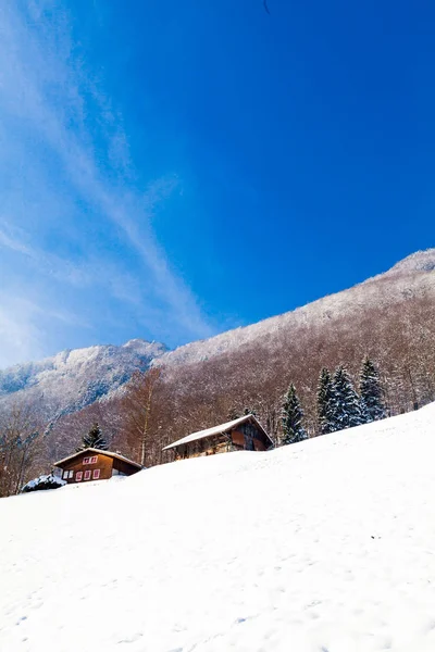 Paesaggio Invernale Della Foresta — Foto Stock