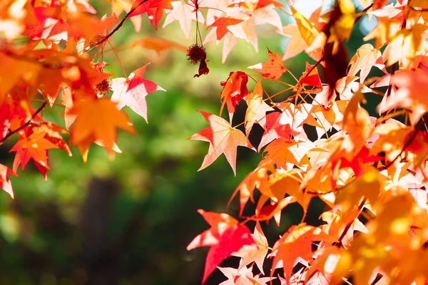 Pora Pięknych Jesiennych Liści — Zdjęcie stockowe