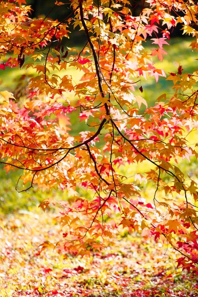 Stagione Belle Foglie Autunno — Foto Stock