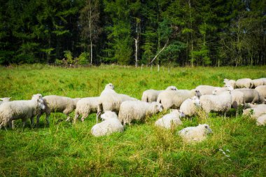 Koyun sürüsü otluyor.