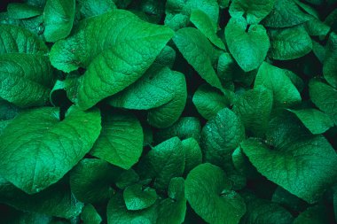 arka plan doku bırakır. yeşil yaprak