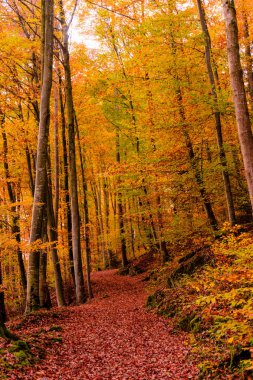 Güzel turuncu ve kızıl sonbahar ormanı
