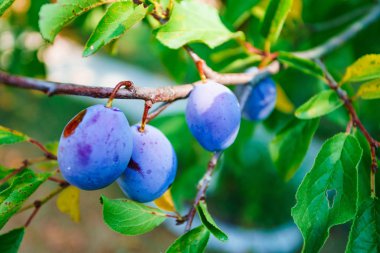Ağaçta olgun kırmızı erikler