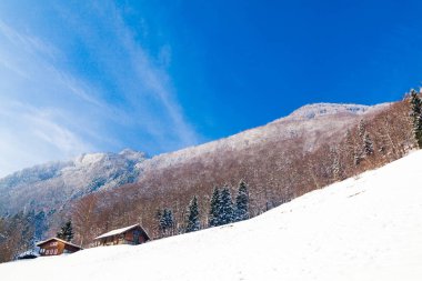 Kış manzarası. kaplı ağaçlar kar