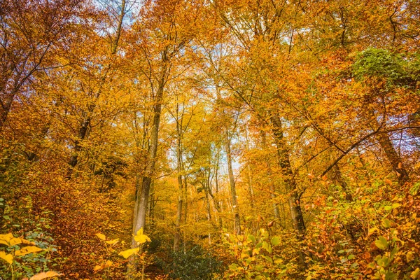 Krásný Podzim Zlatá Podzimní Scéna — Stock fotografie