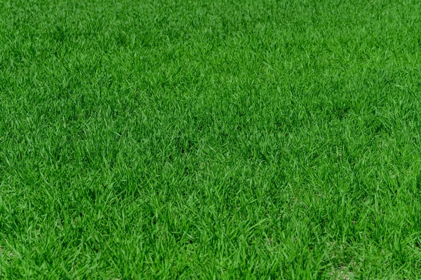 Yeşil Çimen Arkaplan Dokusu — Stok fotoğraf