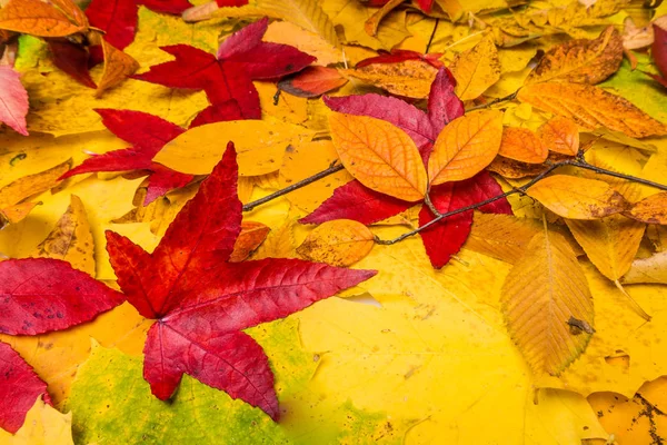 Autumn Leaves Background Leaves Floral Natural Background — Stock Photo, Image