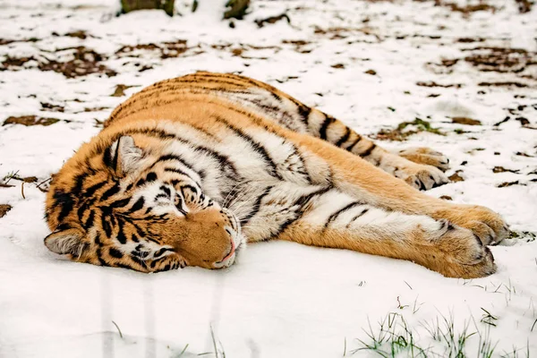 Retrato Tigre Inverno — Fotografia de Stock