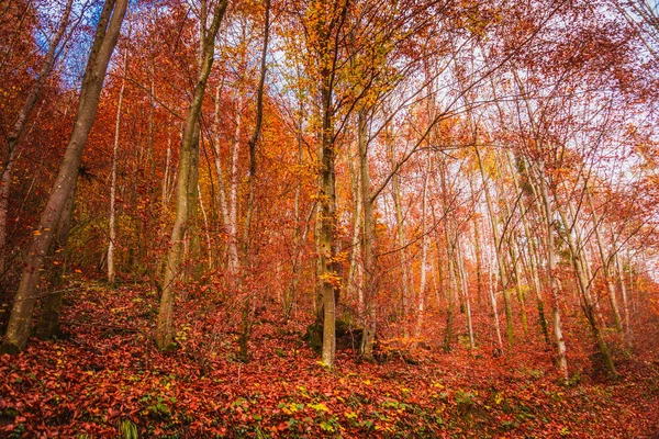 Güzel Turuncu Kızıl Sonbahar Ormanı — Stok fotoğraf