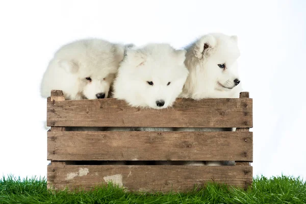 Cachorros Samoyed Uma Caixa — Fotografia de Stock