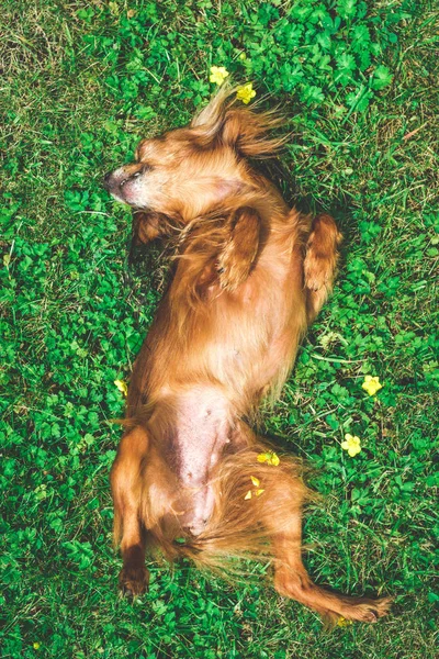 Perro Sonriente Acostado Sobre Hierba Verde — Foto de Stock