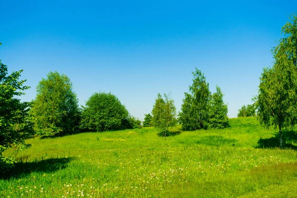 Sommaren Gröna Fält — Stockfoto