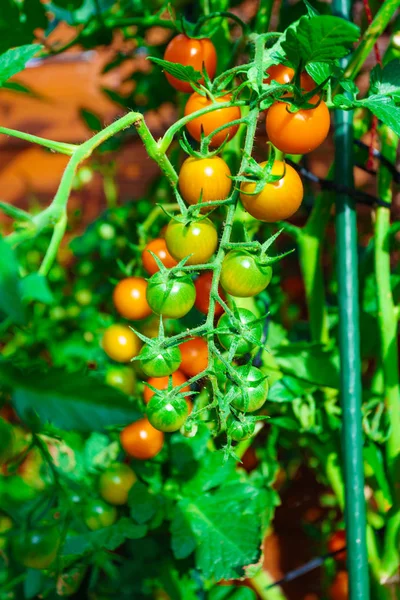 完熟有機トマト ガーデンの — ストック写真