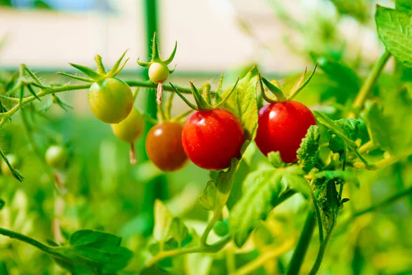 完熟有機トマト ガーデンの — ストック写真