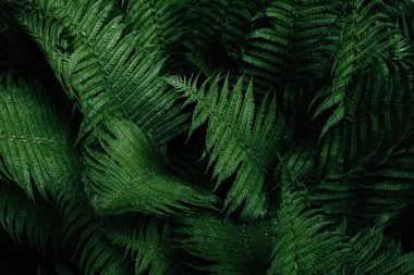 Beautyful eğreltiotu yaprakları. Tropikal Fern çalılar