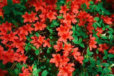 Kırmızı çiçekli güzel arka plan